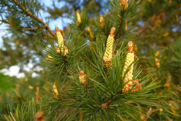 Flowering Coniferous Trees Pine Blossom Yellow Flowering Buds — Stock Photo, Image