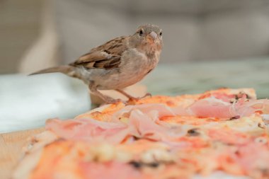 serçeler kahvede pizza yerler. Sokak kuşları pizza yer.