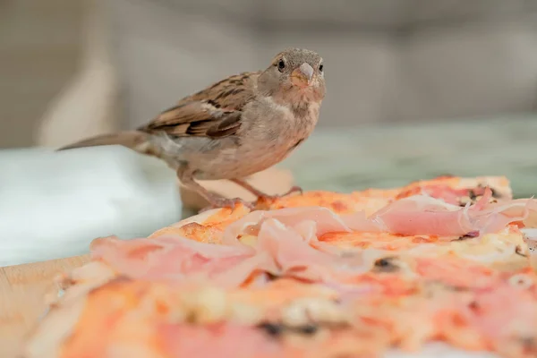 Sparrows Eat Pizza Coffee Street Birds Eat Pizza — Photo