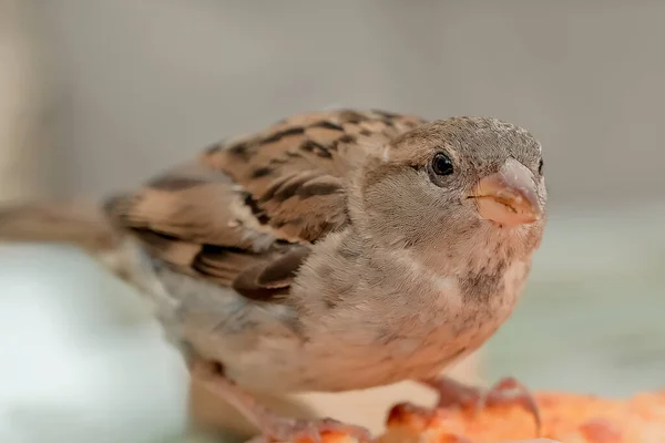 Sparrows Eat Pizza Coffee Street Birds Eat Pizza — 스톡 사진