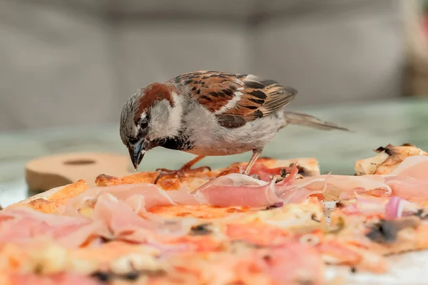 Sparrows Eat Pizza Coffee Street Birds Eat Pizza — стоковое фото