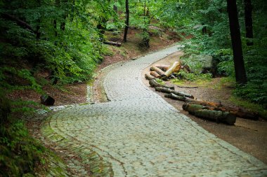 stone path in the forest. dense forest with path.