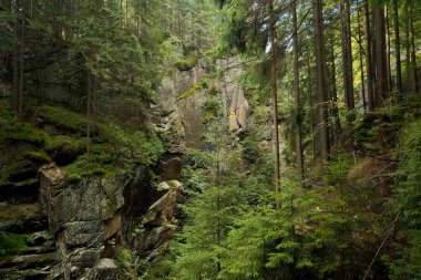 trees grow on a stone mountain. fog in the mountains .rock with trees .fog in the forest.