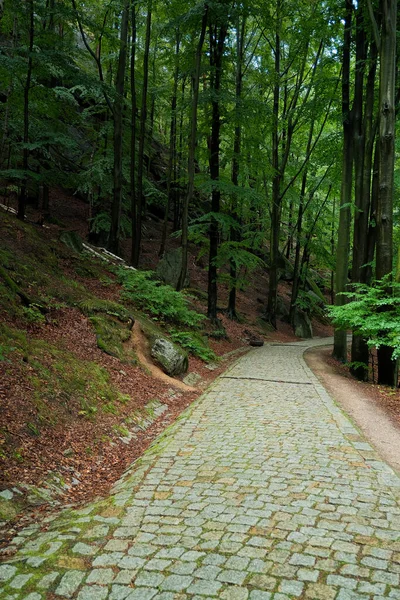 stone path in the forest. dense forest with path.