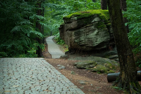 stone path in the forest. dense forest with path.