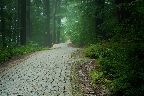 stone path in the forest. dense forest with path.
