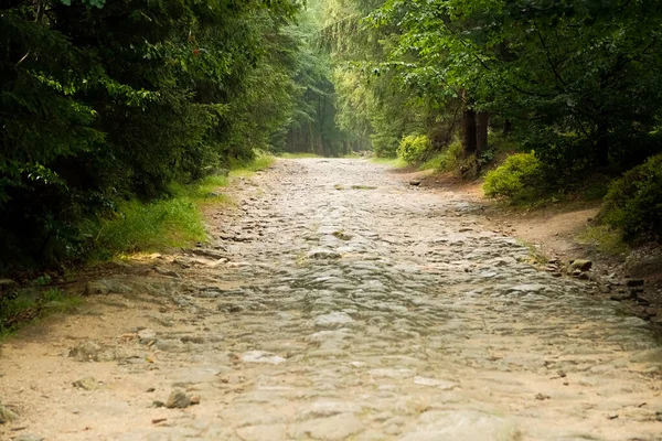 stone path in the forest. dense forest with path.