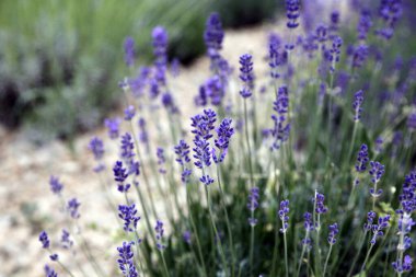 Manzara tasarımında lavanta çalıları. Bahçede lavanta. Aromatik Fransız Provence lavantası evin avlusunda beyaz taşlar ve çakıl taşlarıyla çevrilidir..