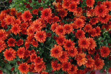 Natural background of small chrysanthemum flowers. Chrysanthemum buds grow vigorously in the field in late autumn. Top view.
