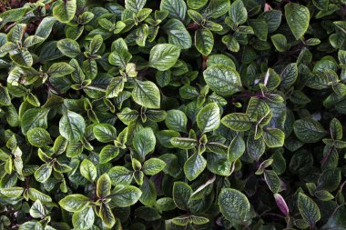 Green leaf texture. Leaf texture background. Creative layout made of green leaves. Flat lay. Nature concept