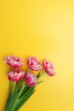 Sarı arka planda güzel pembe laleler. Sevgililer Günü 'nün, Anneler Günü' nün ya da baharın düzeni. Düz konum, üst görünüm.