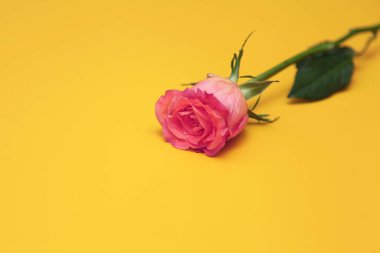 Sarı arka planda güzel pembe bir gül. Sevgililer Günü 'nün, Anneler Günü' nün ya da baharın düzeni. Mesaj için yer var. Düz konum, üst görünüm.