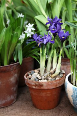 Bahar crocus, Dev Hollanda crocus (Crocus vernus), ilkbaharda bir çömlekte çiçek açan timsahlar. Bulanık bir arkaplanda. Kartpostal, afiş.