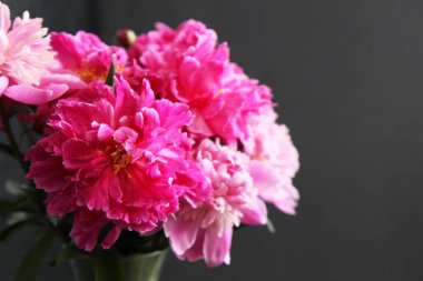 Çiçek makrosu, pembe pion çiçeklerinin kırmızı yaprakları, yakın plan, pankart veya desen tasarımınız için, doğal bahar arkaplanı konsepti