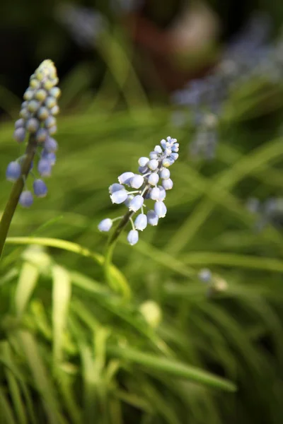 Muscari Virágok Örmény Muscari Szőlő Jácint Tavasszal Kék Virágok Virágzik — Stock Fotó