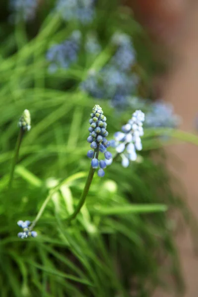 Flores Muscari Muscari Armenio Jacintos Uva Flores Primavera Azul Que — Foto de Stock