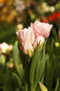 Bahçedeki pembe lale çiçeklerinin yaprakları ve tomurcukları seçici bir odak noktasında. Lale 