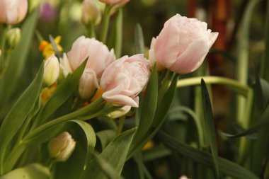 Bahçedeki pembe lale çiçeklerinin yaprakları ve tomurcukları seçici bir odak noktasında. Lale 