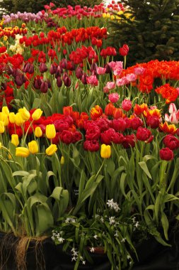 Kırmızı çiçek laleleri arka planda çiçek açıyor. Sarı laleler lale tarlasında..