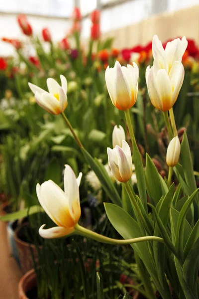 Tulip Concerto Журнала Сайта Ботанический Сад Европа — стоковое фото