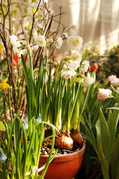 春天的花朵不能用言语来表达 白色的小水仙花在壶中生长 球状的花朵生长 — 图库照片