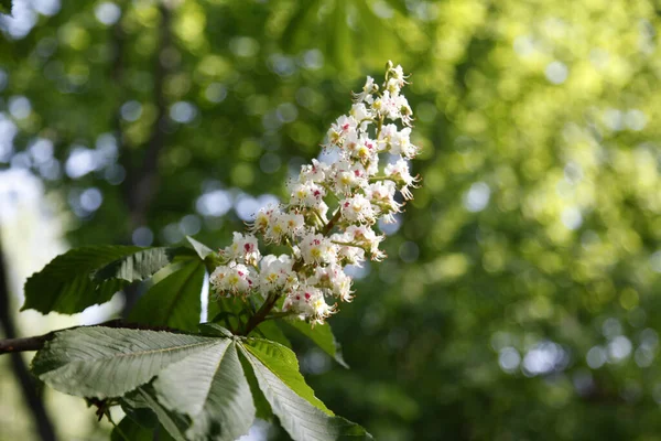 Kastanienbaum Blüht Aesculus Hippocastanum Die Rosskastanie Ist Eine Blütenpflanze Aus — Stockfoto