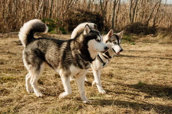 Dwa Husky Psy Jesiennym Lesie — Zdjęcie stockowe