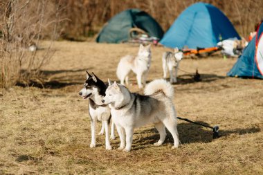 Turist kampında güçlü köpekler. Huskiler mesafeye bakar