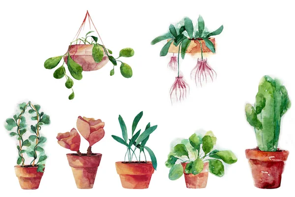 Sada Akvarel Houseplant Orchidej Lívanec Šťavnatý Perománie Hoya Obovata Kaktus — Stock fotografie