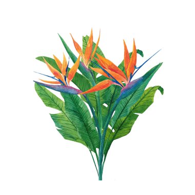 Strelitzia bitkisinin bitkisel bileşimi. Paradis kuşunun suluboya çizimi. Pankart, poster, kart, oda dekorasyonu ve tasarım için. Tropik yapraklar.