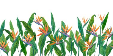 Tropikal yapraklı suluboya çiçek arkaplanı ve strelitzia çiçeği. Çiçek sınırı. Pankart, poster, kart, oda dekorasyonu ve tasarım için cennet kuşunun tasviri