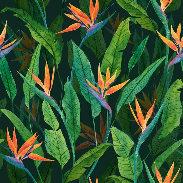 Motif Floral Sans Couture Avec Plante Herbacée Strelitzia Illustration Aquarelle — Photo