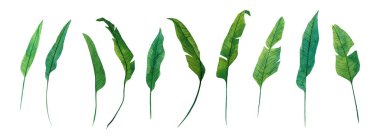 Strelitzia 'nın suluboya yaprakları beyaz arka planda izole edilmiş. Oda, kumaş veya tekstil dekorasyonu için parlak illüstrasyon, kartpostal, çelenk tasarımı, desen, çerçeve.