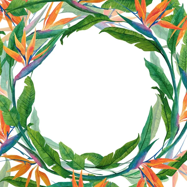 Heller Quadratischer Rahmen Mit Tropischer Pflanze Strelitzien Handgezeichneter Rahmen Aus — Stockfoto