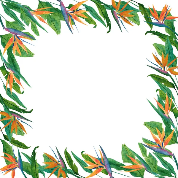 Botanischer Quadratischer Rahmen Mit Strelitzia Blättern Und Blüten Handgezeichnete Vorlage — Stockfoto