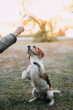 Bir kız yazın sokakta av köpeği eğitiyor.