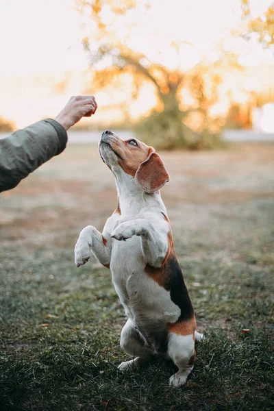 Dziewczyna trenuje psa beagle latem na ulicy — Zdjęcie stockowe