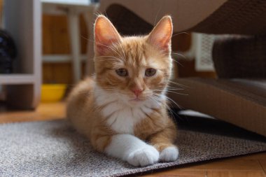 Güneşli bir günde bir dairede kızıl saçlı bir kedi yavrusunun portresi. Kyiv. Ukrayna