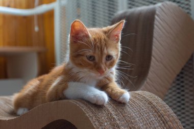 Güneşli bir günde bir dairede kızıl saçlı bir kedi yavrusunun portresi. Kyiv. Ukrayna