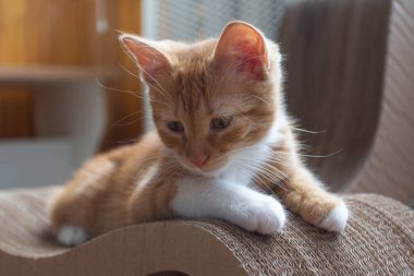 Güneşli bir günde bir dairede kızıl saçlı bir kedi yavrusunun portresi. Kyiv. Ukrayna