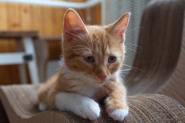 Güneşli bir günde bir dairede kızıl saçlı bir kedi yavrusunun portresi. Kyiv. Ukrayna