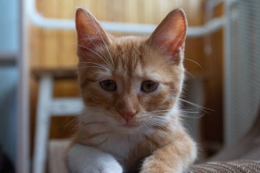 Güneşli bir günde bir dairede kızıl saçlı bir kedi yavrusunun portresi. Kyiv. Ukrayna