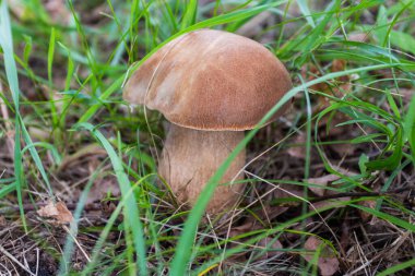 A porcini mushroom grows in the autumn forest. Ukraine