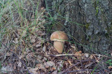A porcini mushroom grows in the autumn forest. Ukraine
