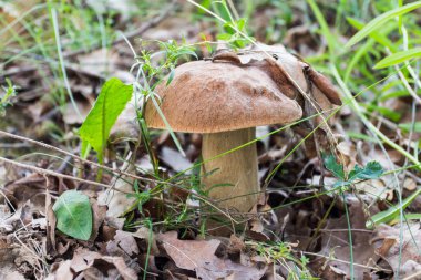 A porcini mushroom grows in the autumn forest. Ukraine