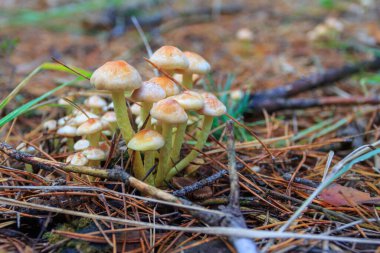 A wild mushroom  grows in the autumn forest. Ukraine 