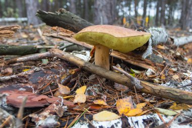 A porcini mushroom grows in the autumn forest. Ukraine