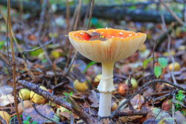Red fly agaric grows in the autumn forest. Ukraine