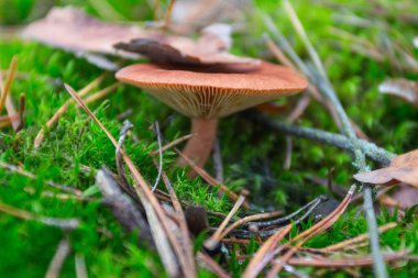 A wild mushroom  grows in the autumn forest. Ukraine 