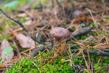 A wild mushroom bay bolete grows in the autumn forest. Ukraine 